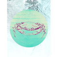 Komar Poster Crab Sea Tiere B/L: ca. 30x40 cm Crab Sea - (30,00/40,00cm) - Komar