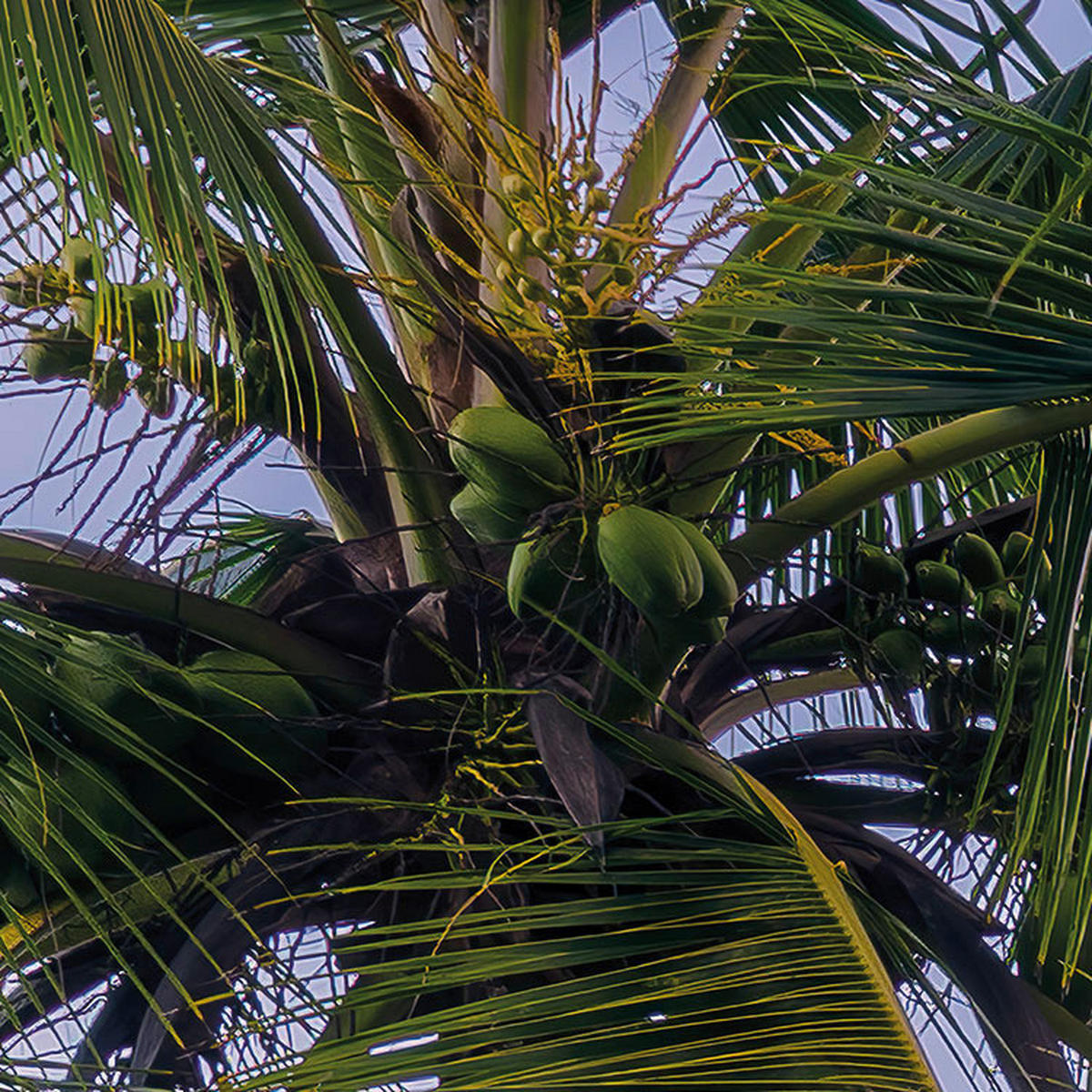 Komar Fototapete Hawaiian Dreams B/L: ca. 450x280 cm Hawaiian Dreams - (450,00/280,00cm) - Komar