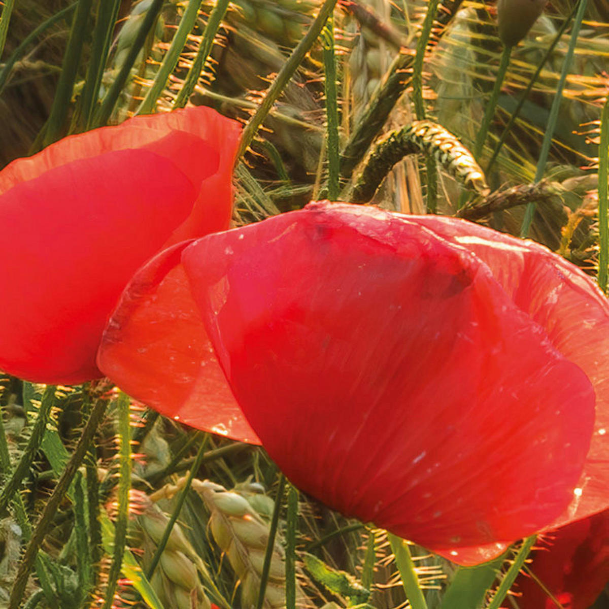 Komar Fototapete Poppy World B/L: ca. 450x280 cm Poppy World - (450,00/280,00cm) - Komar