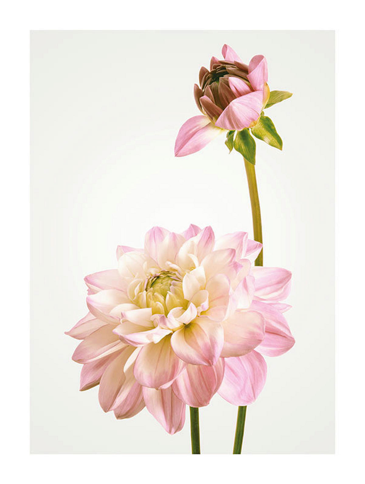 Komar Poster Dahlia Blumen B/L: ca. 30x40 cm Dahlia - (30,00/40,00cm) - Komar