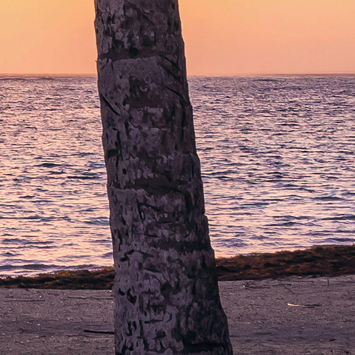 Komar Fototapete Palmtrees on Beach B/L: ca. 200x250 cm Palmtrees on Beach - (200,00/250,00cm) - Komar