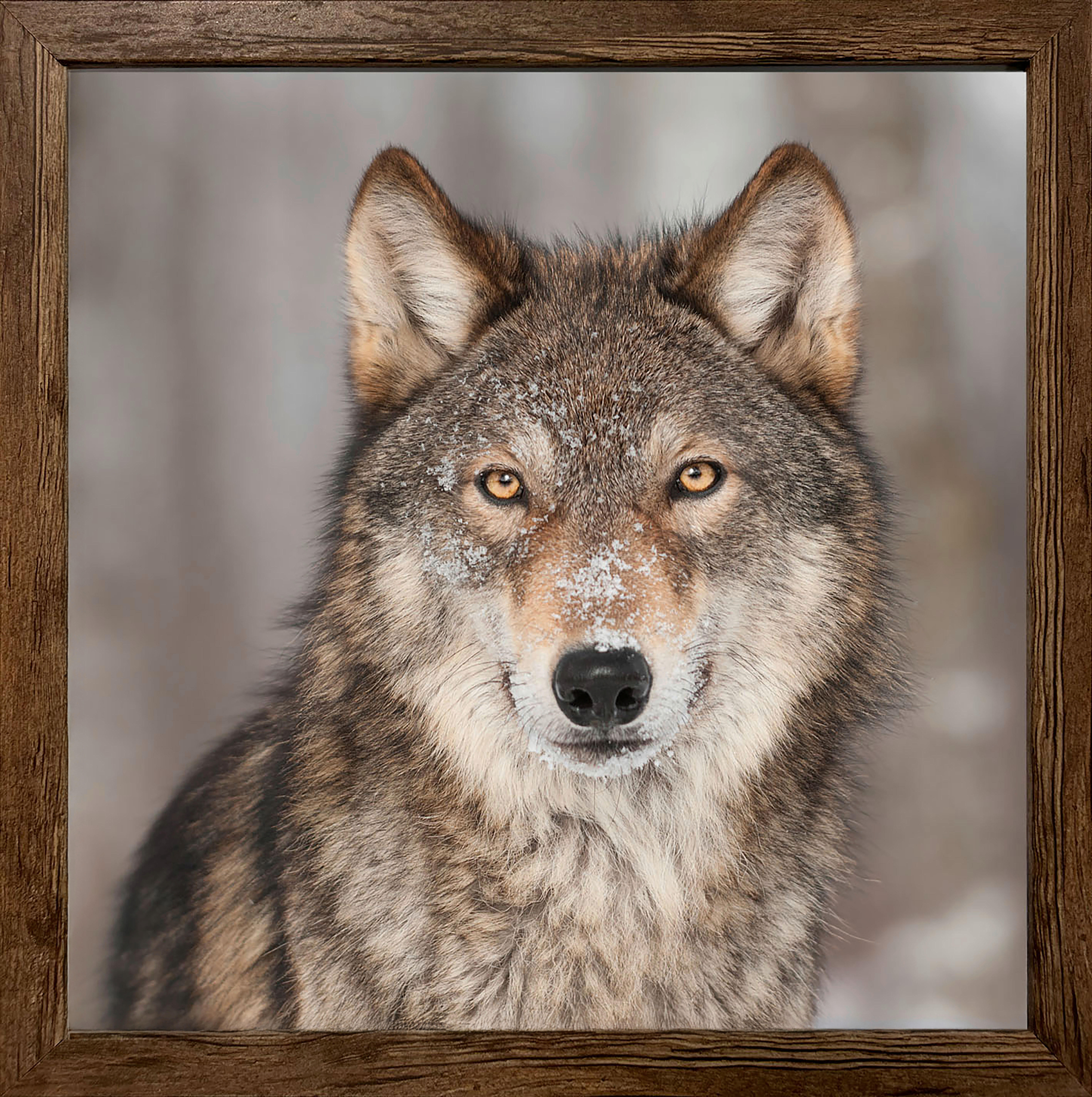 Gerahmtes Bild Wolf B/H: ca. 35x35 cm Bild_Cheb 35x35cm - (35,00/35,00cm)