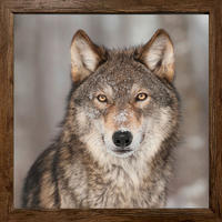 Gerahmtes Bild Wolf B/H: ca. 35x35 cm Bild_Cheb 35x35cm - (35,00/35,00cm)