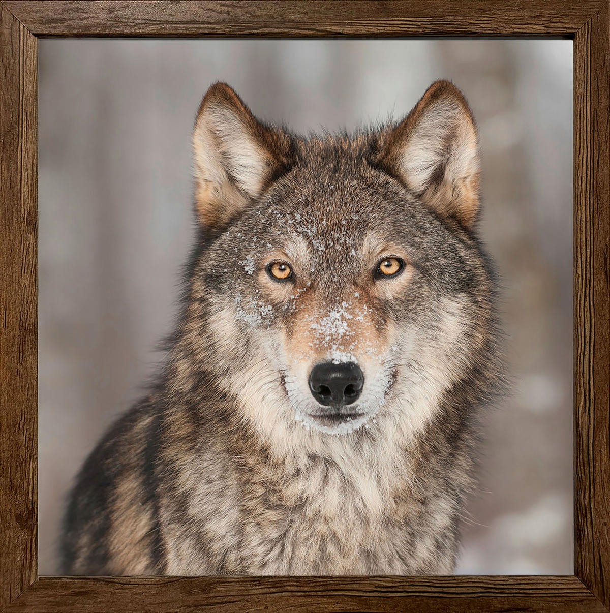 Gerahmtes Bild Wolf B/H: ca. 35x35 cm Bild_Cheb 35x35cm - (35,00/35,00cm)