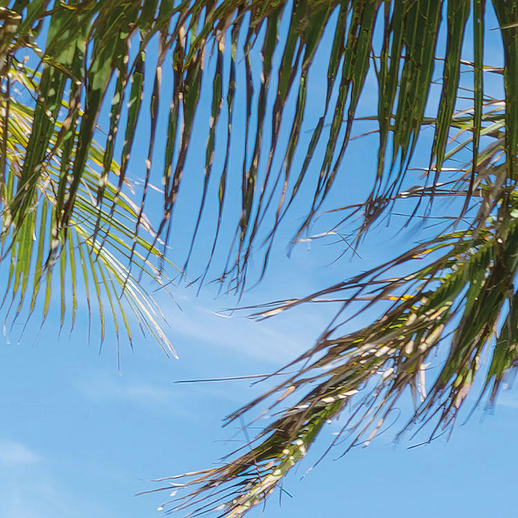 Komar Fototapete Palmy Beach B/L: ca. 200x280 cm Palmy Beach - (200,00/280,00cm) - Komar