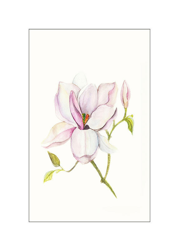 Komar Poster Magnolia Shine Magnolie B/L: ca. 50x70 cm günstig online kaufen