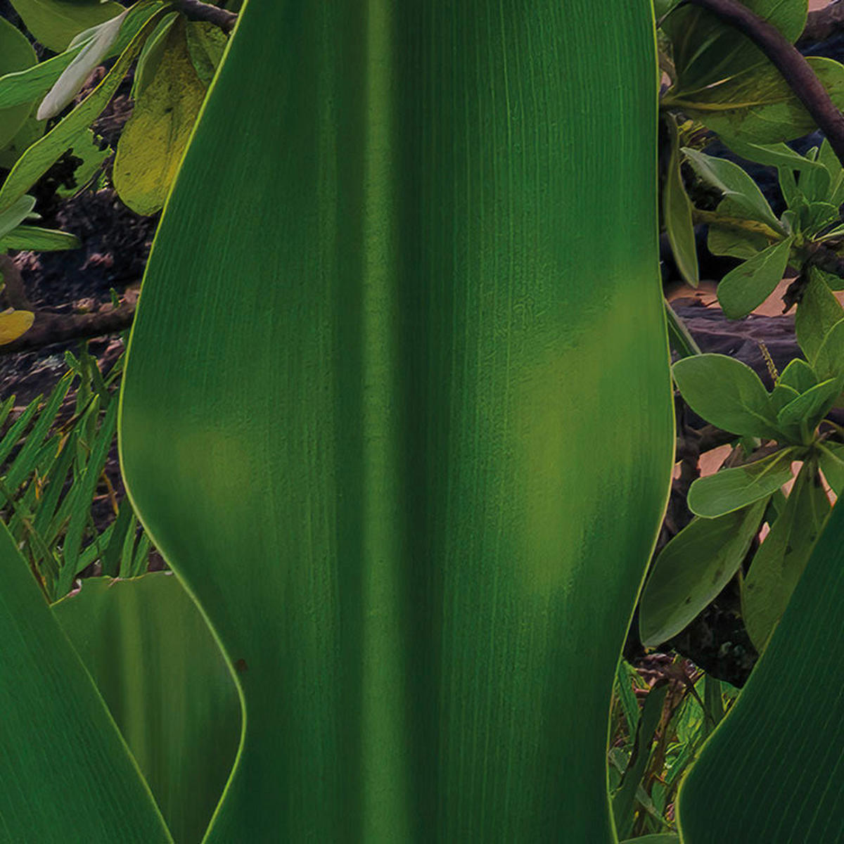 Komar Fototapete Hawaiian Dreams B/L: ca. 450x280 cm Hawaiian Dreams - (450,00/280,00cm) - Komar
