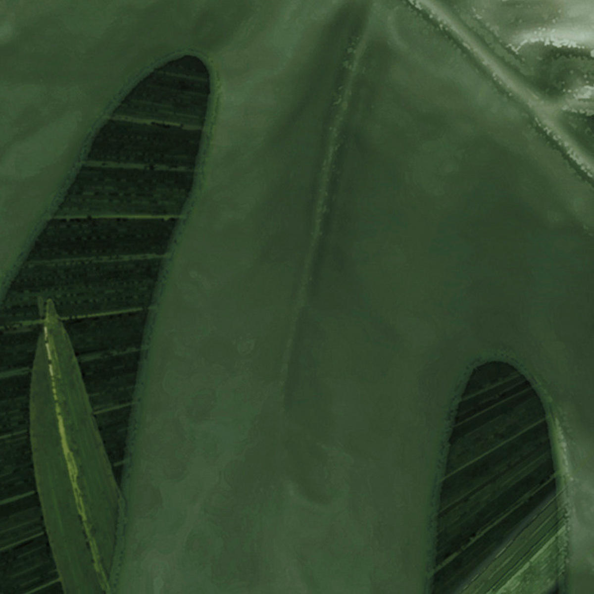 Komar Fototapete Monstera on Marble B/L: ca. 200x250 cm Monstera on Marble - (200,00/250,00cm) - Komar