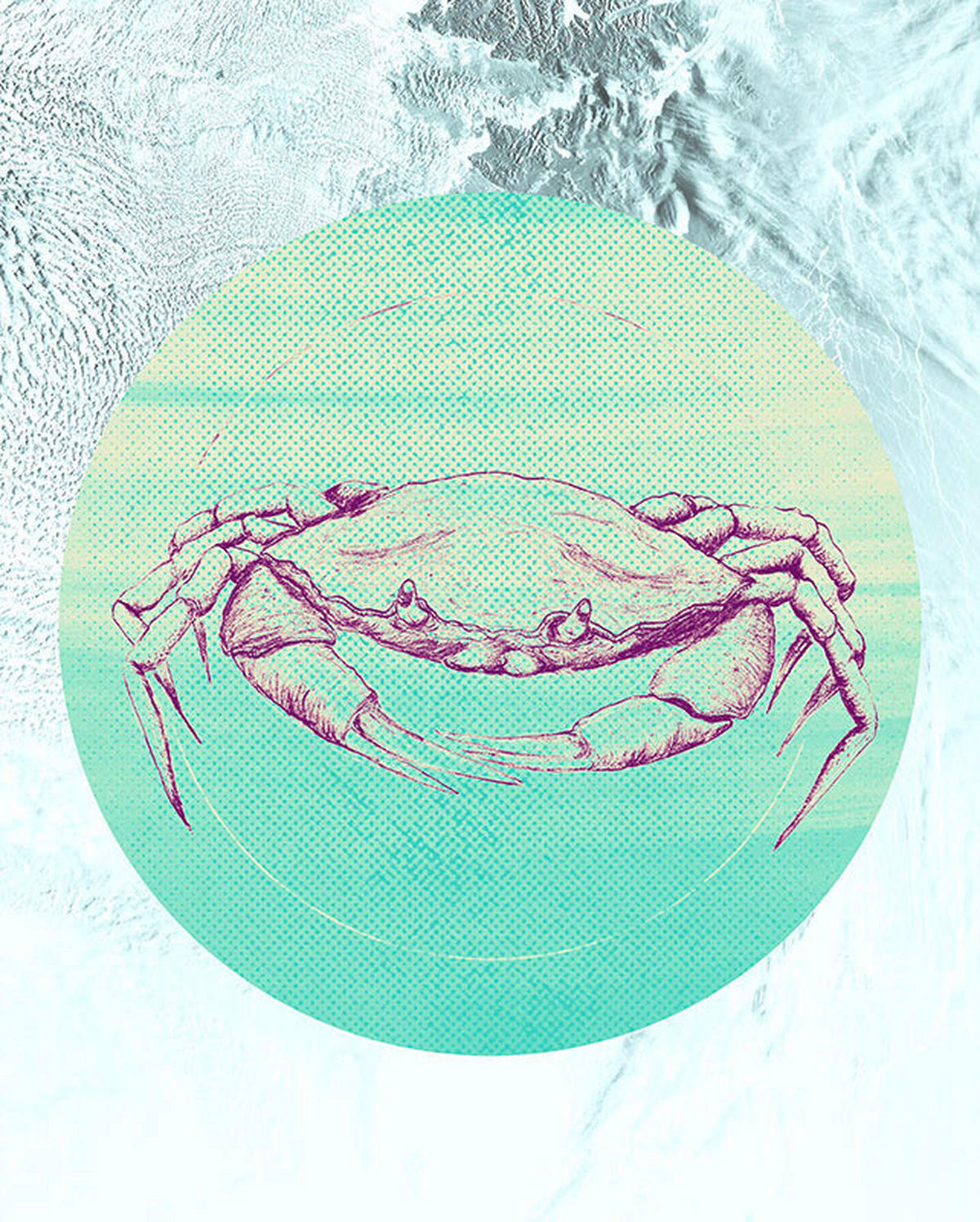 Komar Poster Crab Sea Tiere B/L: ca. 40x50 cm Crab Sea - (40,00/50,00cm) - Komar