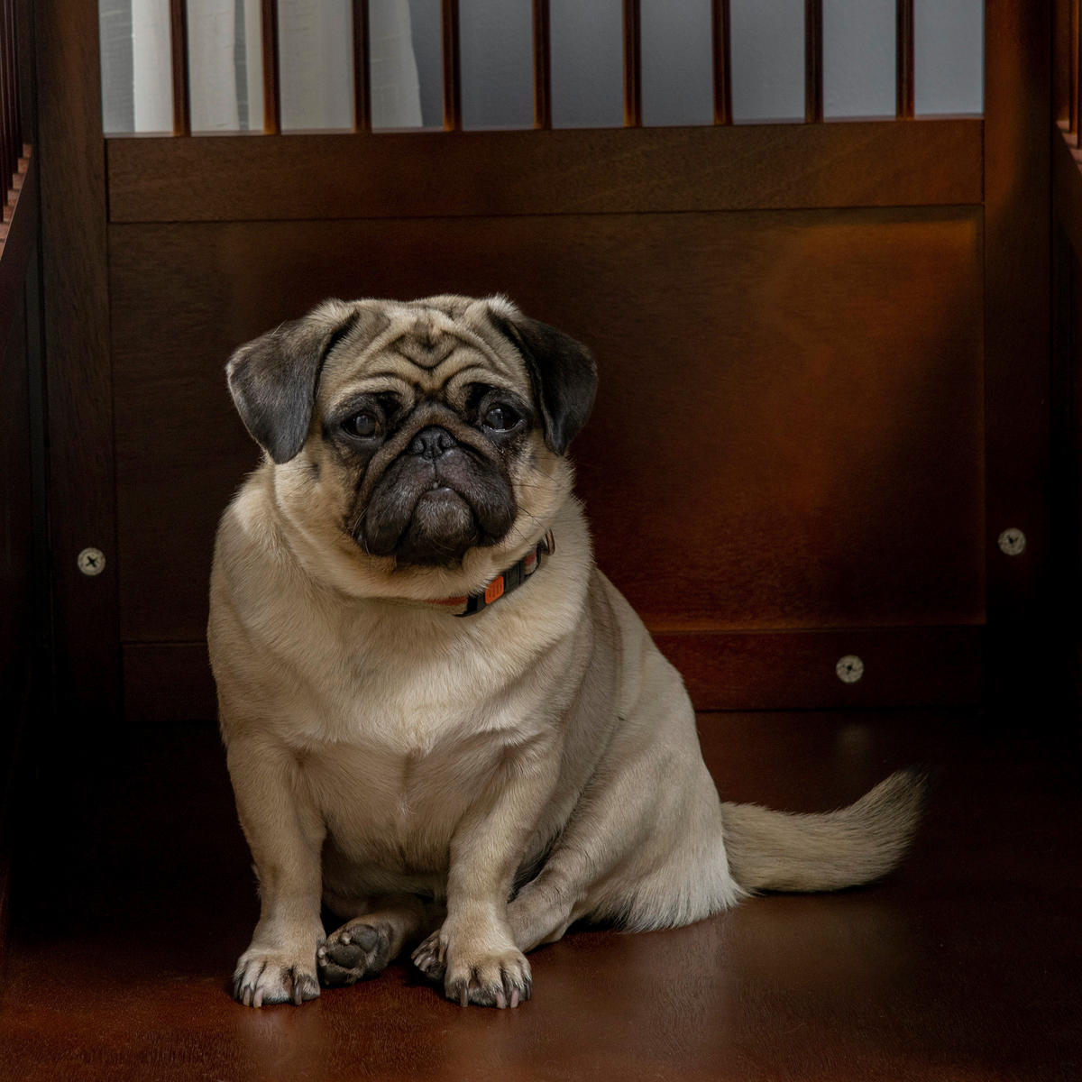 PawHut Hunde-Zubehör braun Edelstahl B/H/L: ca. 59,5x80,5x67,5 cm Hundekäfig - braun (67,50/59,50/80,50cm) - PawHut