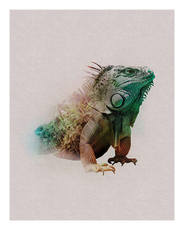 Komar Wandbild Animals Paradise Iguana Tiere B/L: ca. 40x50 cm günstig online kaufen