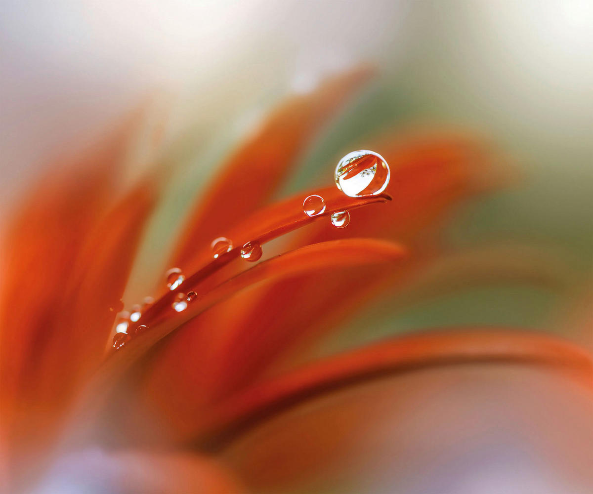 Komar Fototapete Tautropfen B/L: ca. 300x250 cm Tautropfen - (300,00/250,00cm) - Komar