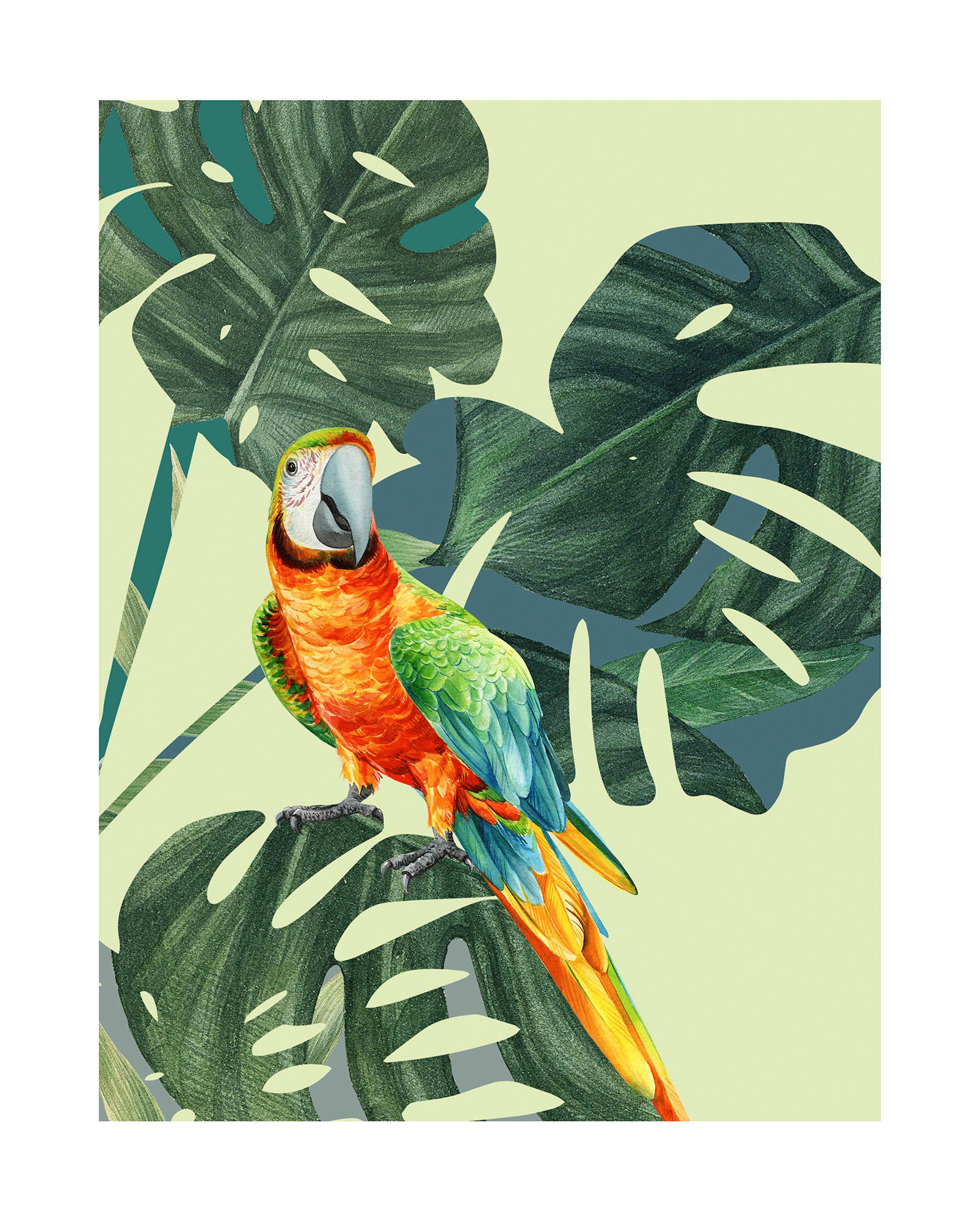 Komar Poster Green-Winged Macaw günstig online kaufen