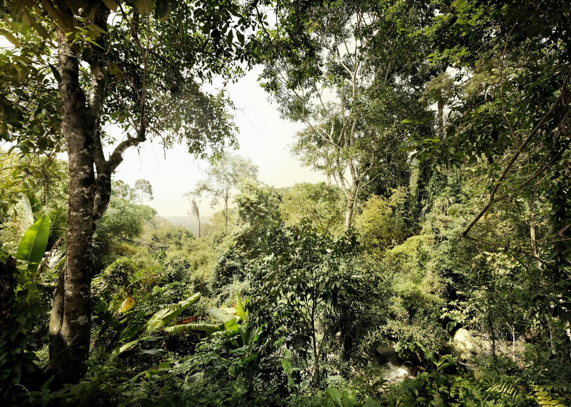 Komar Fototapete Dschungel B/L: ca. 350x250 cm