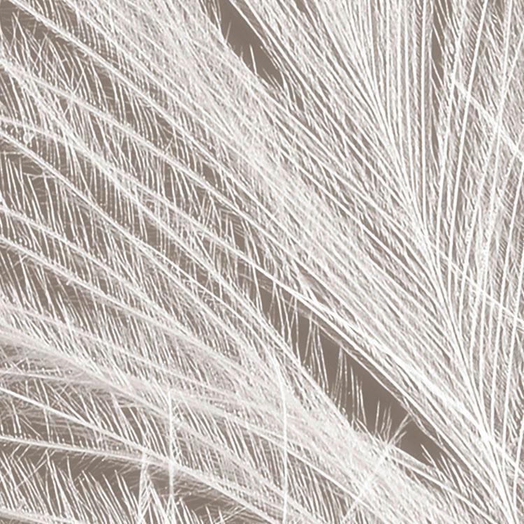 Komar Fototapete Federstern B/L: ca. 300x250 cm Federstern - (300,00/250,00cm) - Komar