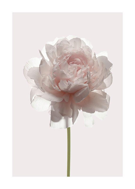 Komar Poster Rose Rose B/L: ca. 50x70 cm günstig online kaufen