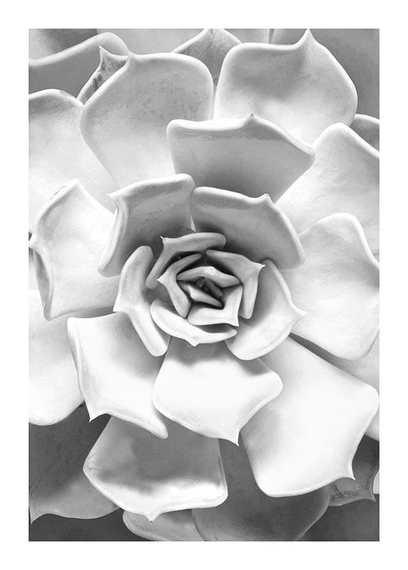 Komar Poster Succulent Closeup Pflanzen B/L: ca. 50x70 cm günstig online kaufen