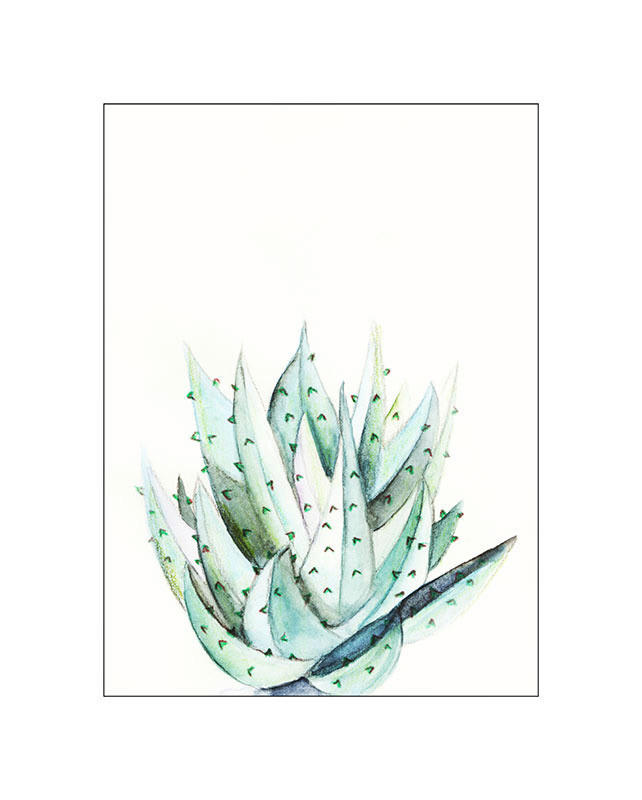 Komar Poster Aloe Watercolor Pflanzen B/L: ca. 40x50 cm