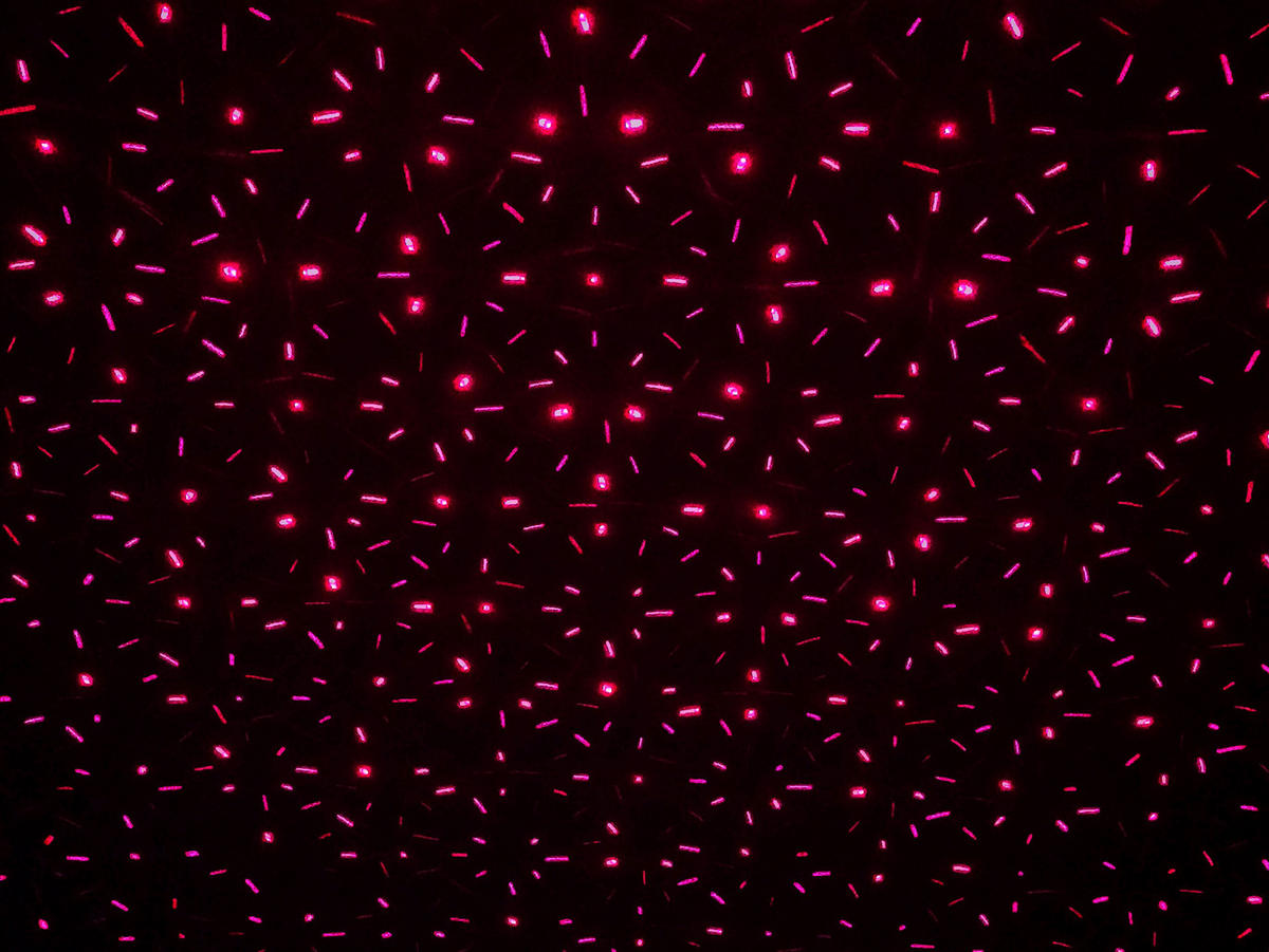 LED-Laser Erdspieß mit LED 5200861 H/D: ca. 40x10 cm LED Laser Erdspieß mit LED - (10,00/40,00cm) - Näve Leuchten