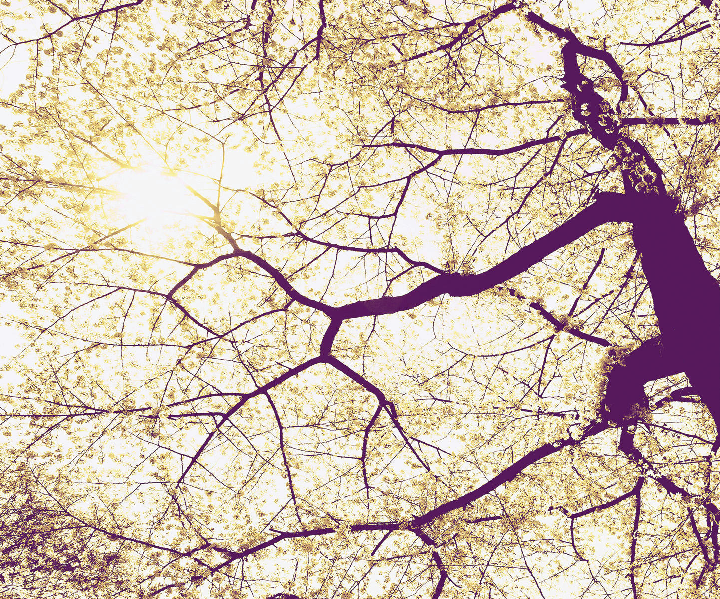 Komar Fototapete Sunshine B/L: ca. 300x250 cm Sunshine - (300,00/250,00cm) - Komar