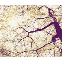 Komar Fototapete Sunshine B/L: ca. 300x250 cm Sunshine - (300,00/250,00cm) - Komar