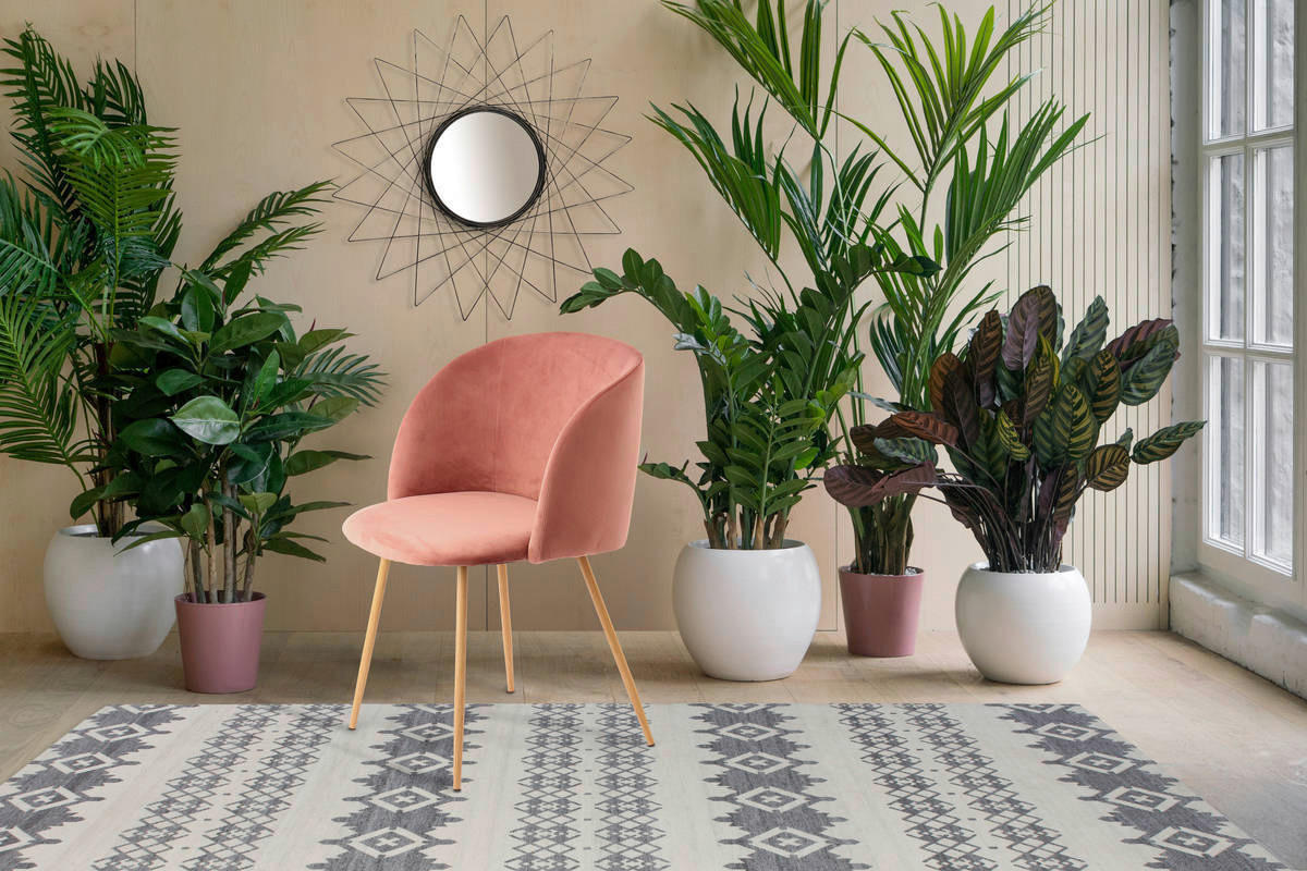 Stuhl Celina 100 2er rosa Microfaser B/H/T: ca. 54x84x56 cm Celina 100 2er - Eiche/rosa (54,00/84,00/56,00cm) - 360 Living