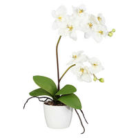 Orchidee creme Kunststoff H/D: ca. 60x13 cm Orchidee - creme (13,00/60,00cm)