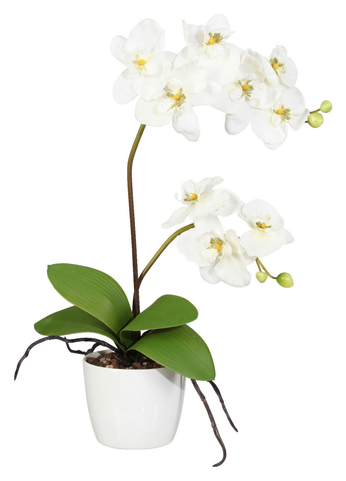 Orchidee creme Kunststoff H/D: ca. 60x13 cm Orchidee - creme (13,00/60,00cm)
