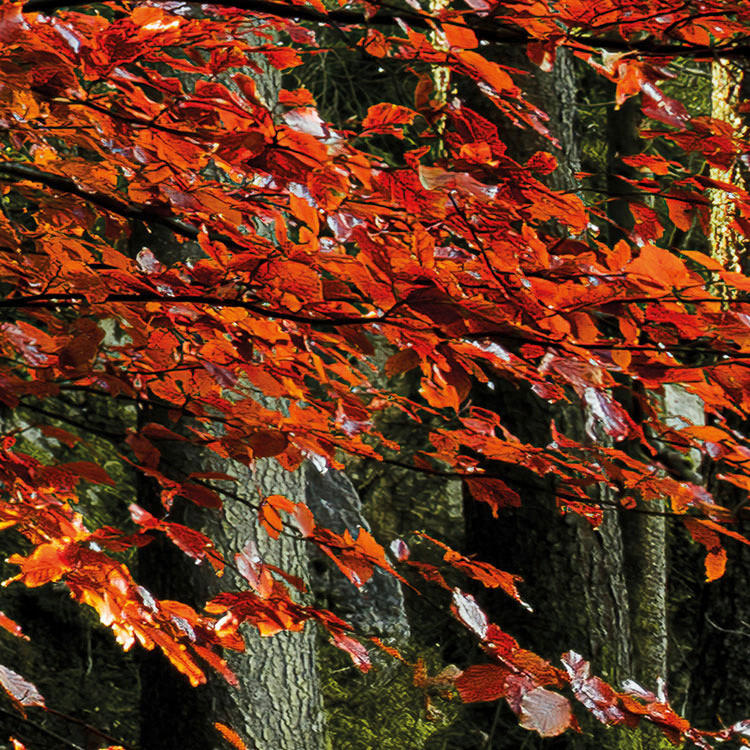 Komar Fototapete Feuerzungen B/L: ca. 450x280 cm Feuerzungen - (450,00/280,00cm) - Komar