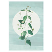 Komar Poster Faire Pousser des Fraises Blume B/L: ca. 30x40 cm Faire Pousser des Fraises - (30,00/40,00cm) - Komar