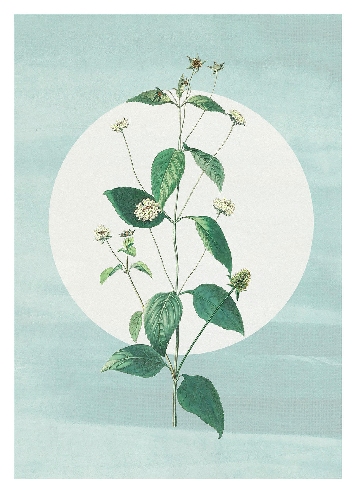 Komar Poster Faire Pousser des Fraises Blume B/L: ca. 30x40 cm Faire Pousser des Fraises - (30,00/40,00cm) - Komar