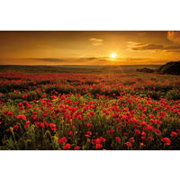 Keilrahmenbild Keilrahmenbild 78x118cm - (118,00/78,00cm)