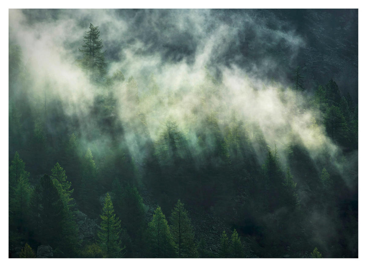 Komar Fototapete Misty Crowns Wald B/L: ca. 350x250 cm Misty Crowns - (350,00/250,00cm) - Komar