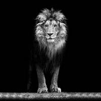 Bönninghoff Keilrahmenbild Löwe B/L: ca. 35x35 cm Keilrahmenbild 35x35cm - (35,00/35,00cm) - Bönninghoff