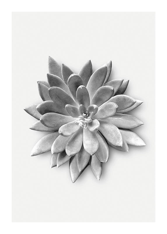 Komar Poster Succulent Agave Pflanzen B/L: ca. 50x70 cm günstig online kaufen