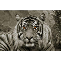 Bönninghoff Keilrahmenbild Tiger B/L: ca. 118x78 cm Keilrahmenbild 78x118cm - (118,00/78,00cm) - Bönninghoff