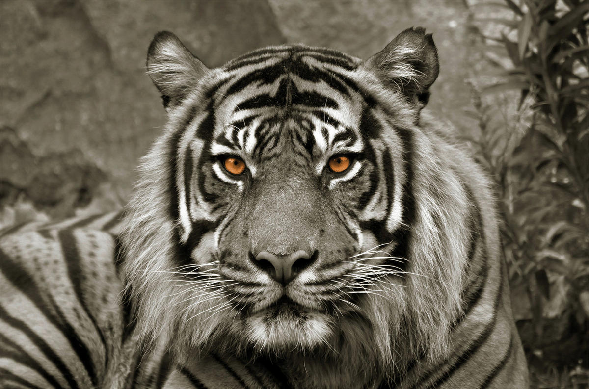 Bönninghoff Keilrahmenbild Tiger B/L: ca. 118x78 cm Keilrahmenbild 78x118cm - (118,00/78,00cm) - Bönninghoff