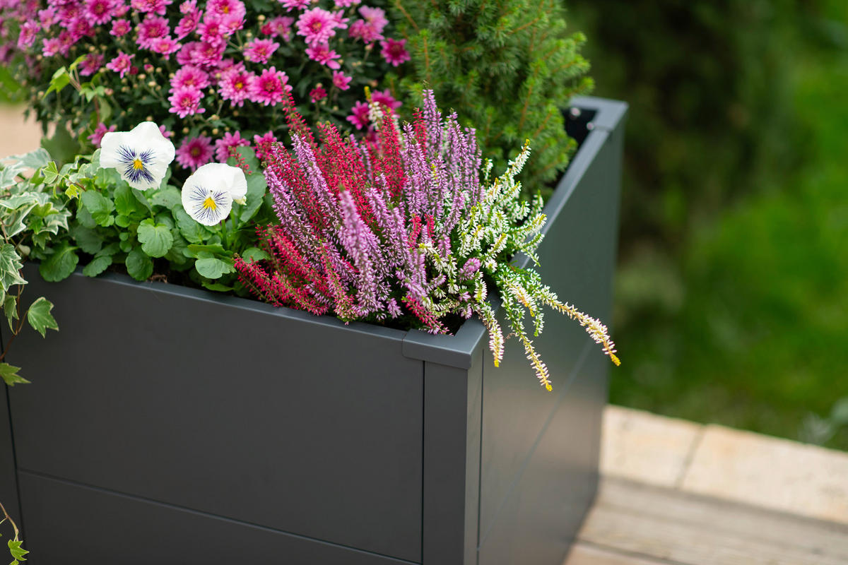 Westmann Pflanzkasten Talus anthrazit Metall B/H/L: ca. 50x50x50 cm Talus - anthrazit (50,00/50,00/50,00cm) - Westmann