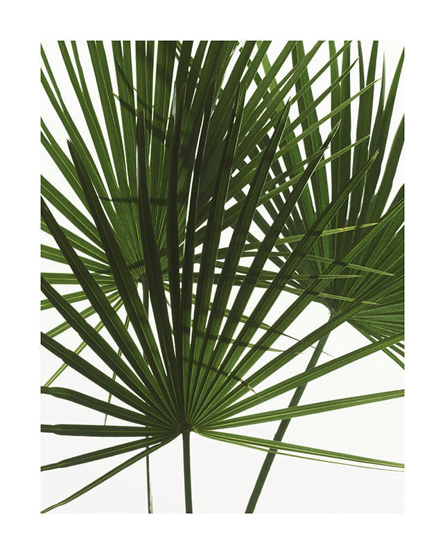 Komar Poster Palmtree Leaves Pflanzen B/L: ca. 40x50 cm günstig online kaufen