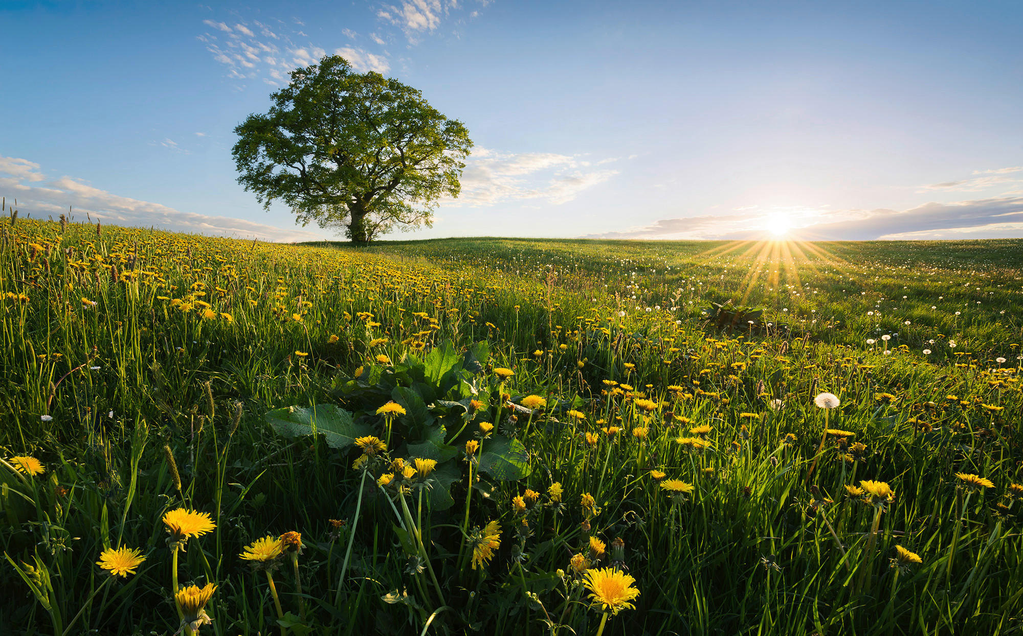 Komar Fototapete Frühling auf dem Land B/L: ca. 450x280 cm günstig online kaufen