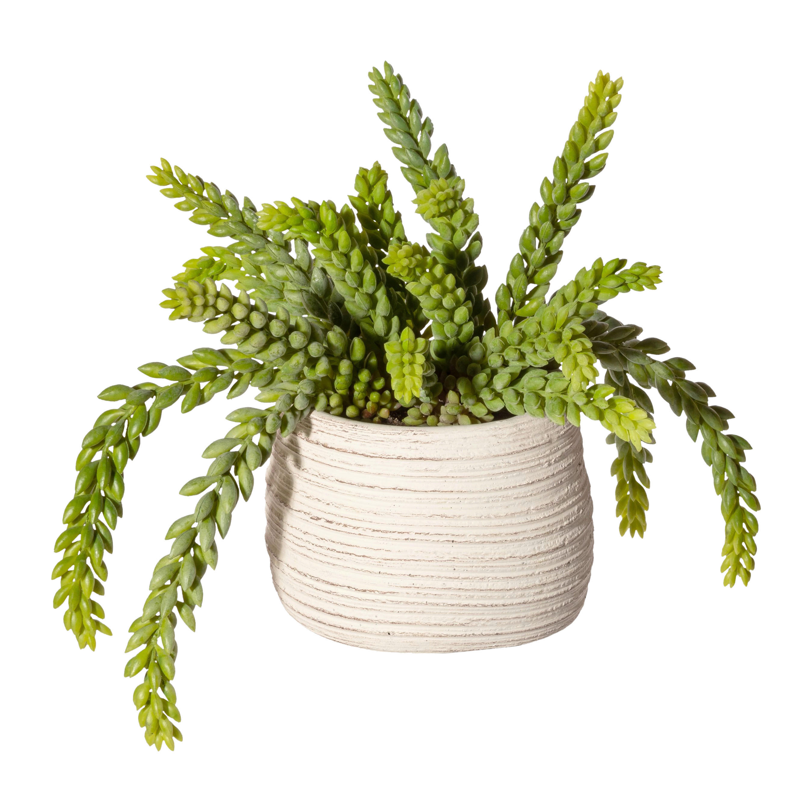 Kunstpflanze Sedum grün Kunststoff B/H/L: ca. 20x20x20 cm Sedum - creme/grün (20,00/20,00/20,00cm)