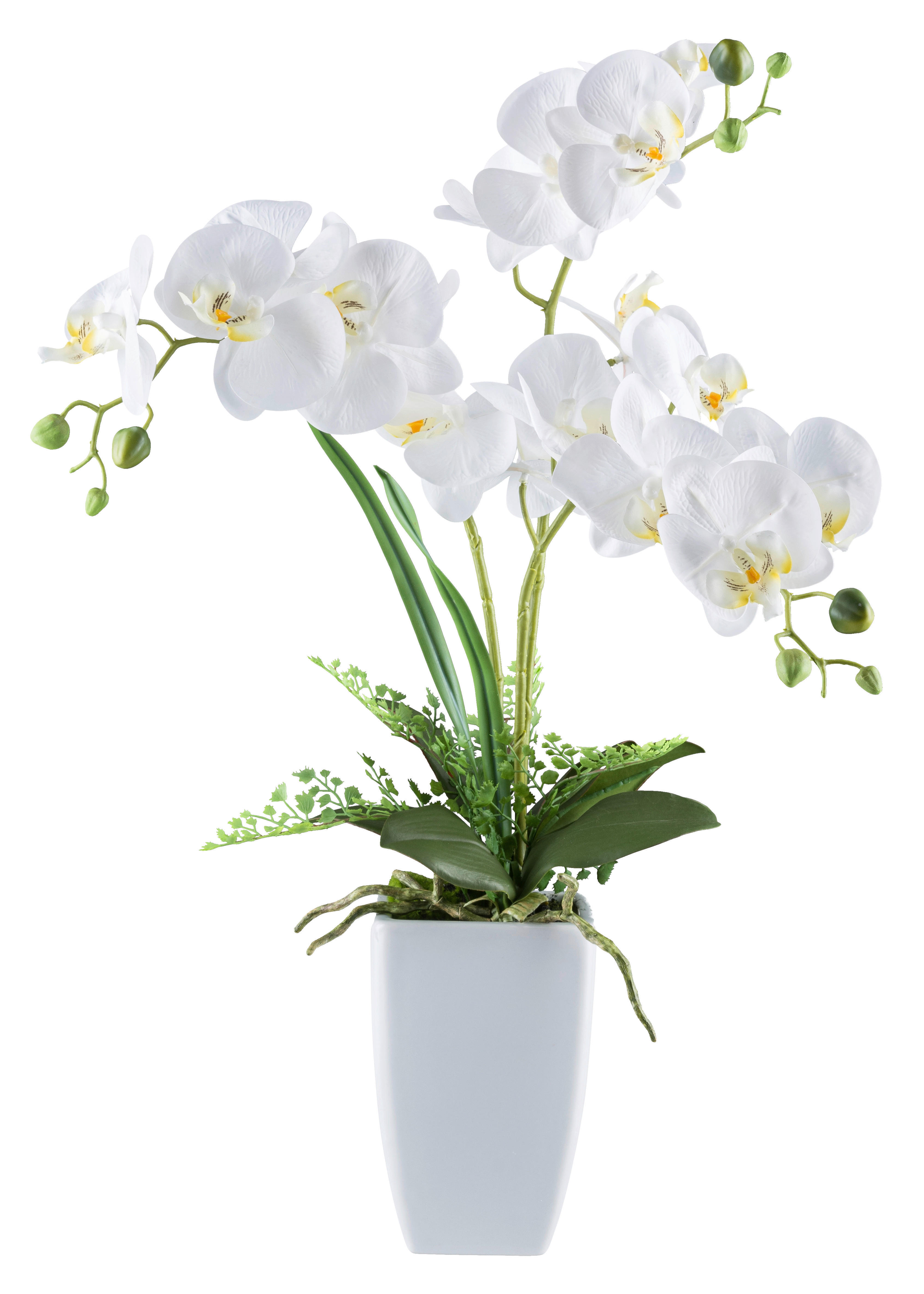 Kunstpflanze Phalaenopsis weiß Kunststoff B/H/L: ca. 20x68x20 cm Phalaenopsis - weiß (20,00/20,00/68,00cm)