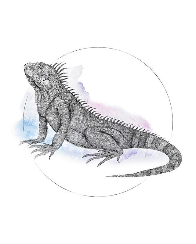 Komar Wandbild Iguana Watercolor Tiere B/L: ca. 40x50 cm