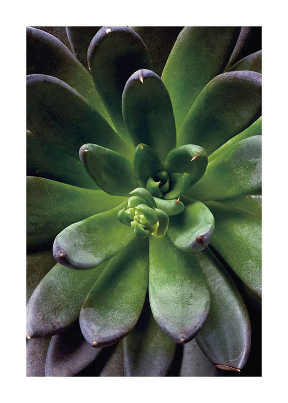 Komar Poster Succulent Single Pflanzen B/L: ca. 50x70 cm Succulent Single - (50,00/70,00cm) - Komar