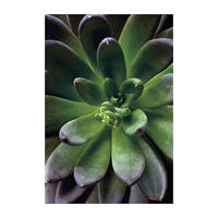 Komar Poster Succulent Single Pflanzen B/L: ca. 50x70 cm Succulent Single - (50,00/70,00cm) - Komar