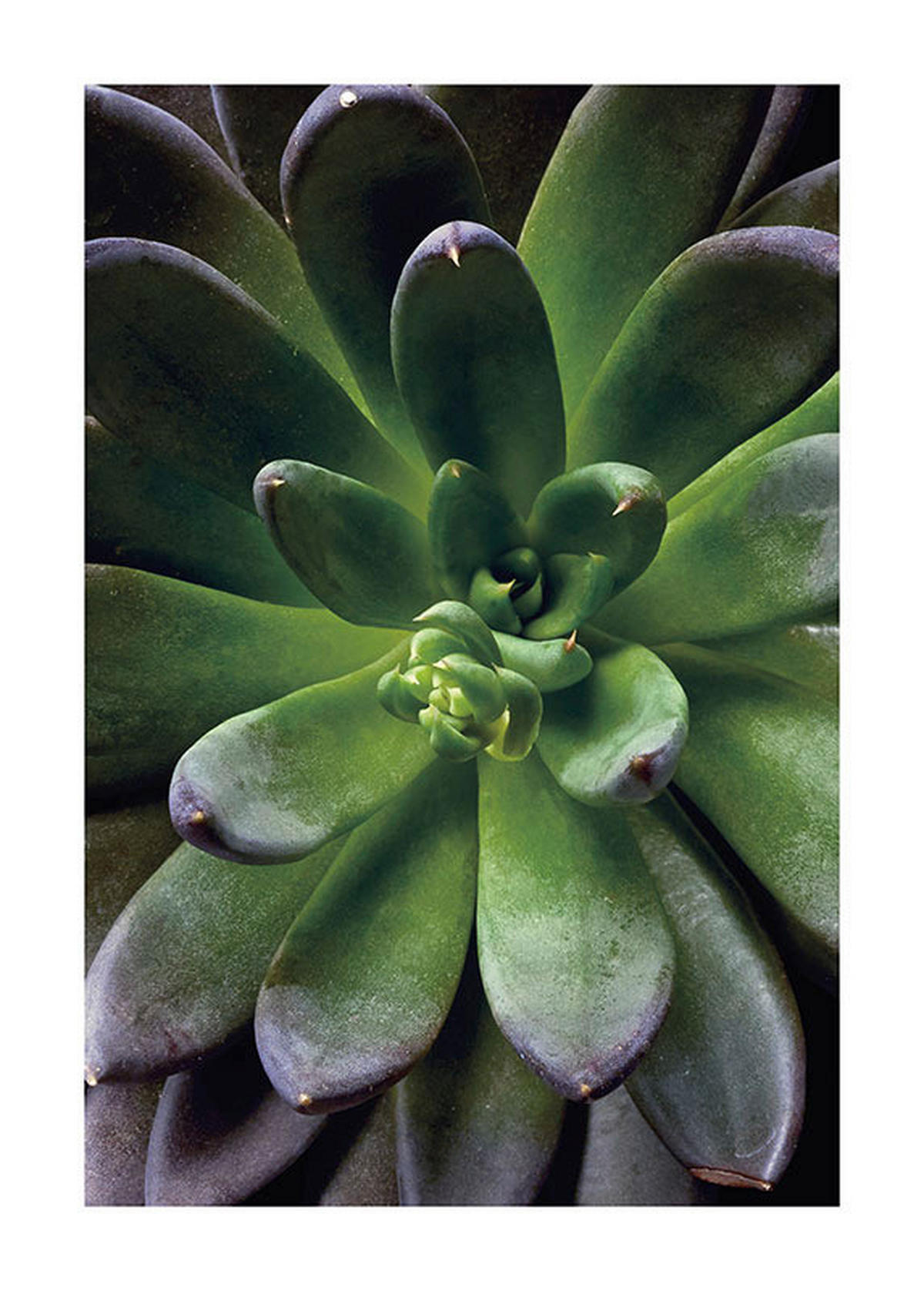 Komar Poster Succulent Single Pflanzen B/L: ca. 50x70 cm Succulent Single - (50,00/70,00cm) - Komar