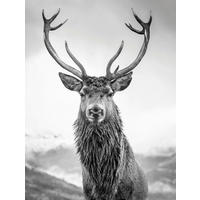 Bönninghoff Keilrahmenbild Hirschkopf B/H/L: ca. 46x2x61 cm Keilrahmenbild 46x61cm - (61,00/46,00/2,00cm) - Bönninghoff