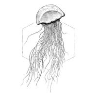 Komar Poster Jellyfish White Tiere B/L: ca. 40x50 cm Jellyfish White - (40,00/50,00cm) - Komar