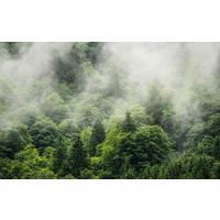 Komar Fototapete Forest Land B/L: ca. 400x250 cm Forest Land - (400,00/250,00cm) - Komar