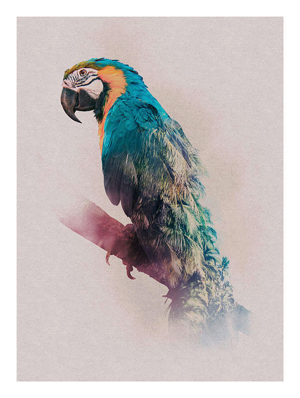 Komar Poster Animals Paradise Parrot Tiere B/L: ca. 30x40 cm